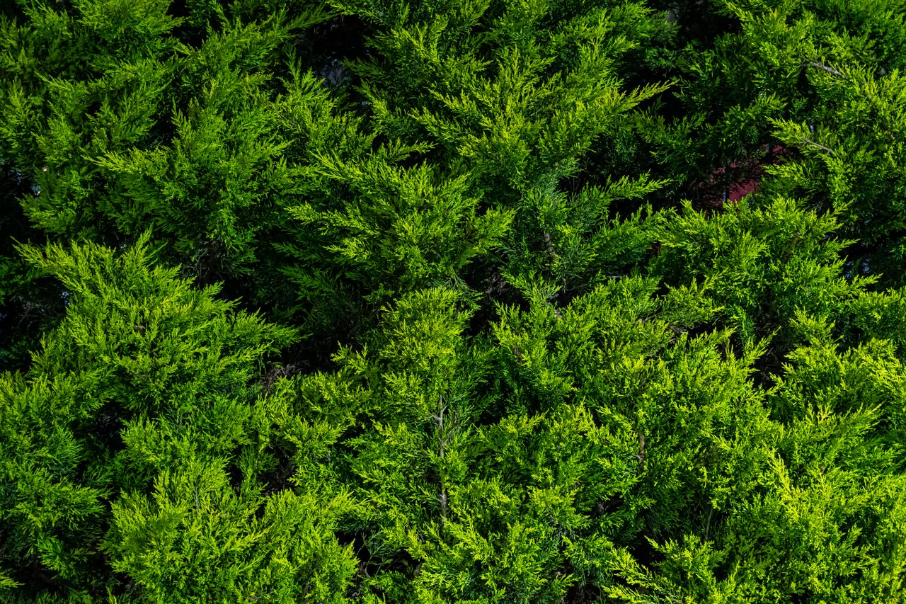 Close-up view of vibrant green juniper foliage in an Istanbul park.