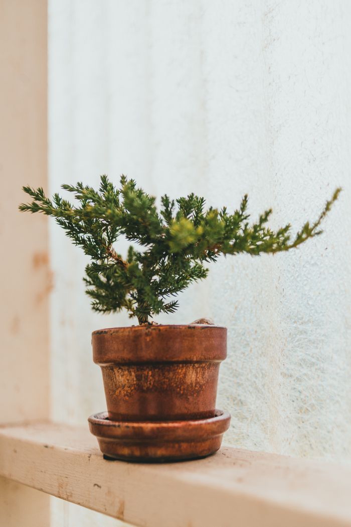 Calming indoor scene featuring a potted juniper plant on a wooden shelf. Perfect for nature lovers.